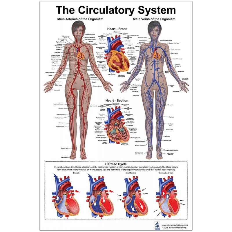 Circulatory System Regular Poster