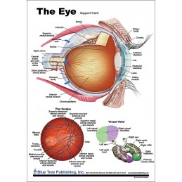 Eye Anatomy Chart