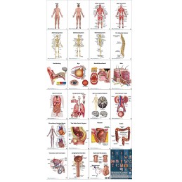Male Anatomy Flip Chart all charts view