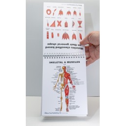Muscles and Bones Anatomy Flip Chart muscle and skeleton view