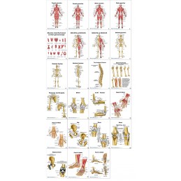 Muscles and Bones Anatomy Flip Chart all cards view