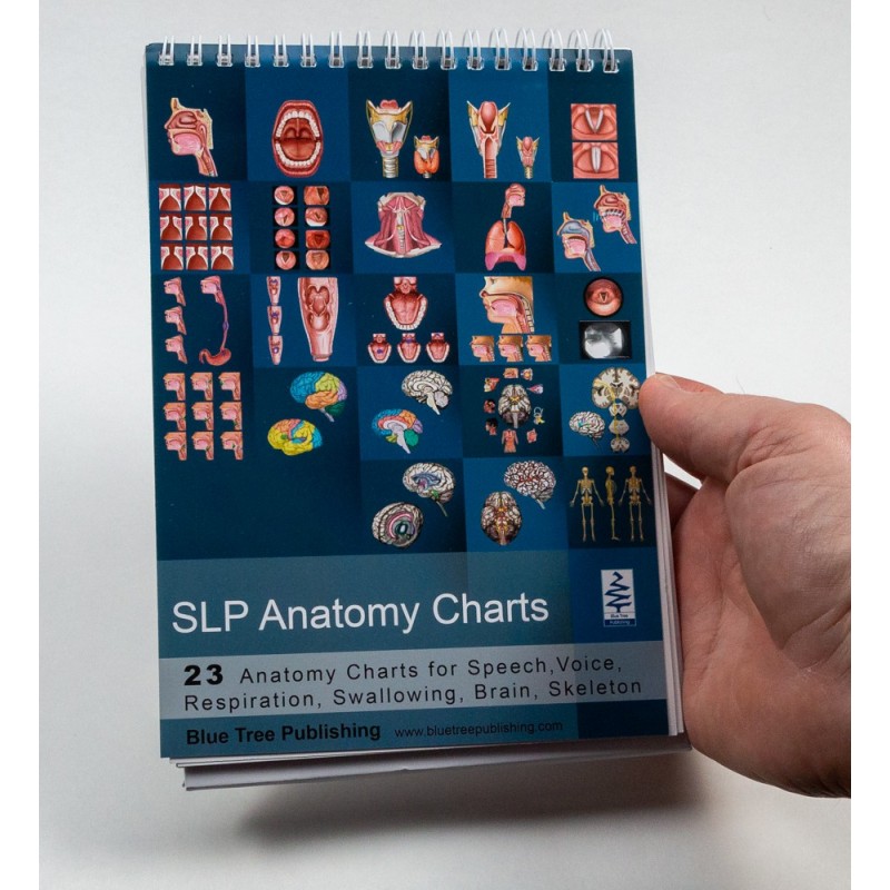 SLP Anatomy Flip Charts