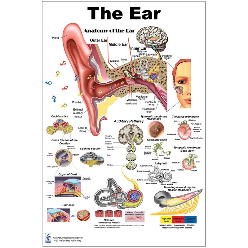 Ear Medium Poster